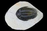 Detailed Hollardops Trilobite - Multi-Toned Shell Color #174893-2